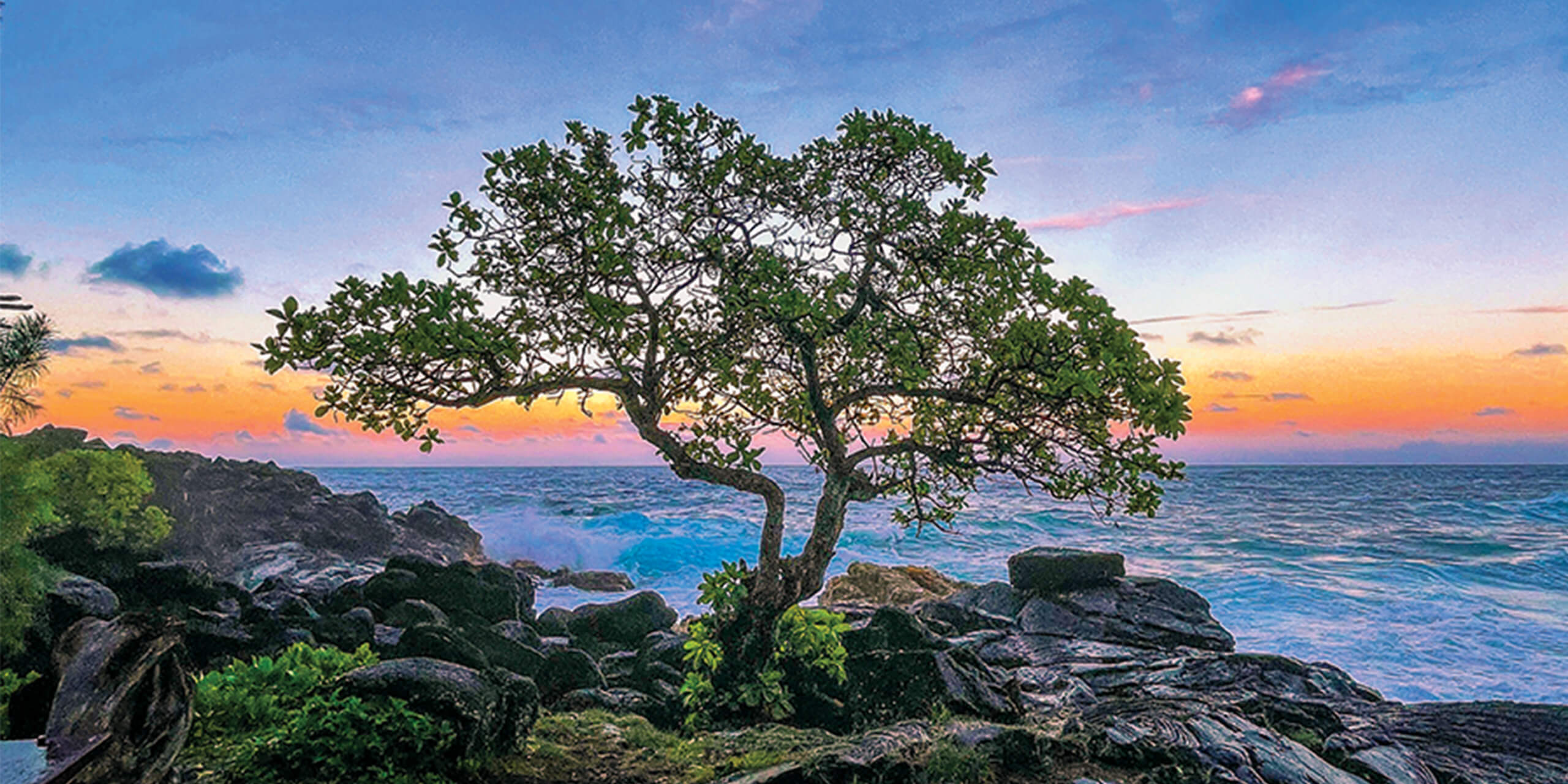 Tree growing out of a boulder